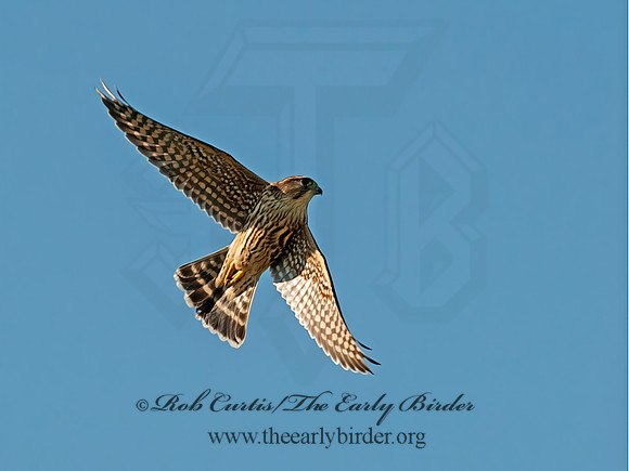 Falco columbarius  MERLIN 8031698+