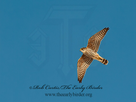 Falco columbarius  MERLIN 8029896+