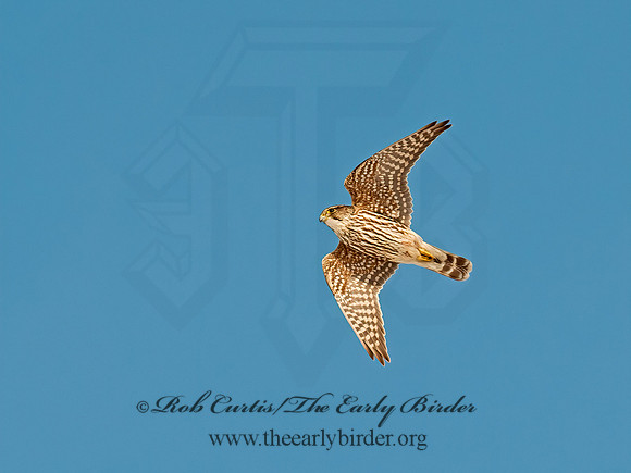 Falco columbarius  MERLIN 8029897+
