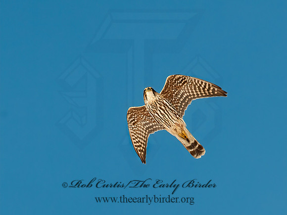 Falco columbarius  MERLIN 8029908+