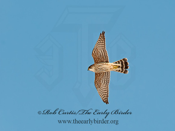 Falco columbarius  MERLIN 8029914+