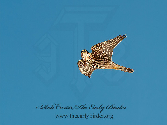 Falco columbarius  MERLIN 8029902+