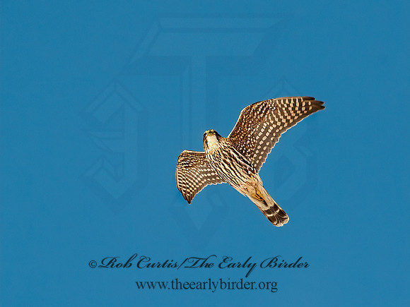 Falco columbarius  MERLIN 8029907+