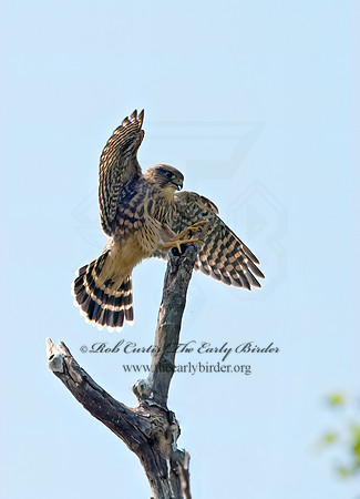 Falco columbarius  MERLIN 9036266+