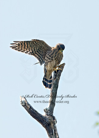 Falco columbarius  MERLIN 9036267+