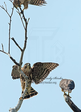 Falco columbarius  MERLIN 9036255+