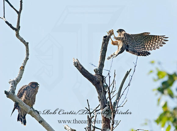 Falco columbarius  MERLIN 9036271+
