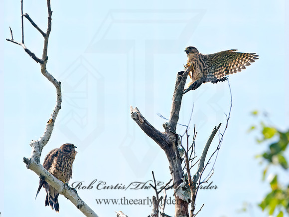 Falco columbarius  MERLIN 9036272+