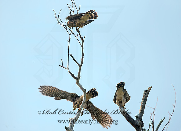 Falco columbarius  MERLIN 9036259+