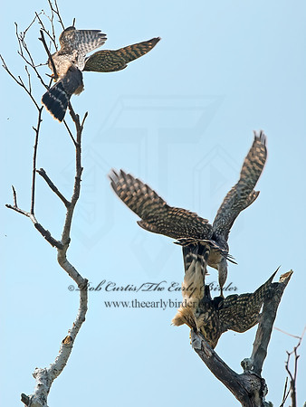Falco columbarius  MERLIN 9036258+
