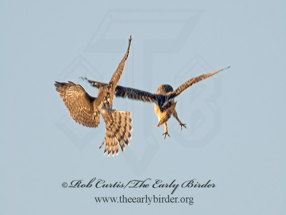 Falco columbarius  MERLIN 9005863+
