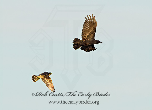Falco columbarius  MERLIN 9026530+