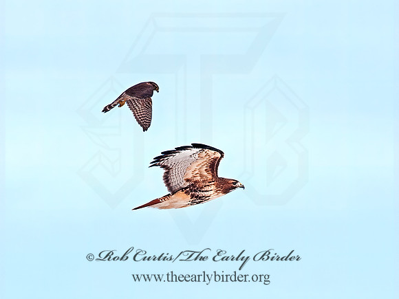 Falco columbarius  MERLIN 8029892+