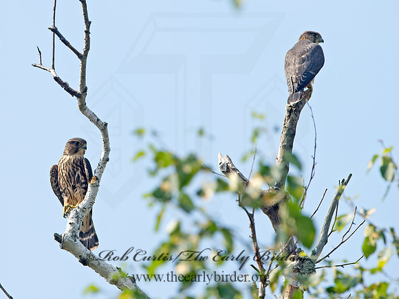Falco columbarius  MERLIN 9036198+