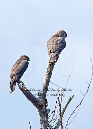 Falco columbarius  MERLIN 9036201+