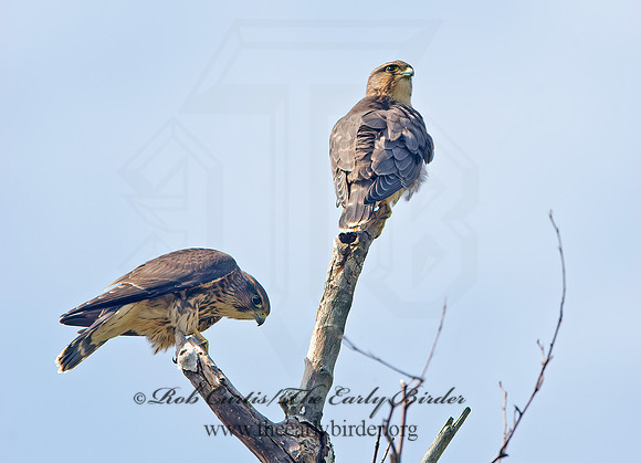 Falco columbarius  MERLIN 9036202+