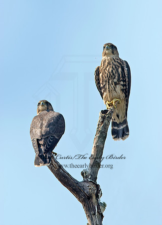 Falco columbarius  MERLIN 9036252+