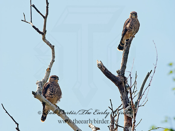 Falco columbarius  MERLIN 9036279+