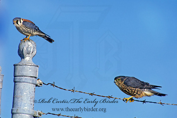 Falco columbarius  MERLIN 183707+