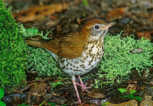 Hylocichla mustelina WOOD THRUSH 185631z