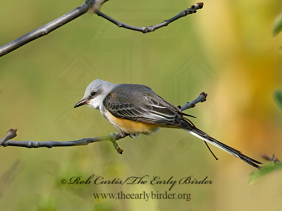 Tyrannus forficatus SCISSOR-TAILED FLYCATCHER 9006725z
