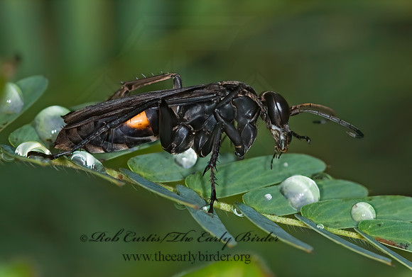 Anoplius semicinctus  SPIDER WASP 6013673z