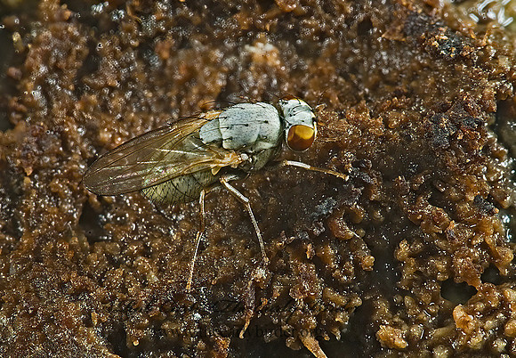 Notiphila  SHORE FLY 5014294z