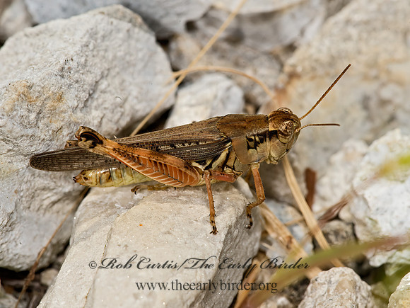 Melanoplus  SPUR-THROATED GRASSHOPPER 9048016z