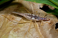 Neoxabea bipunctata  2-SPOTTED TREE CRICKET 5000828z