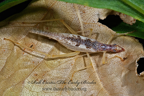 Neoxabea bipunctata  2-SPOTTED TREE CRICKET 5000828z