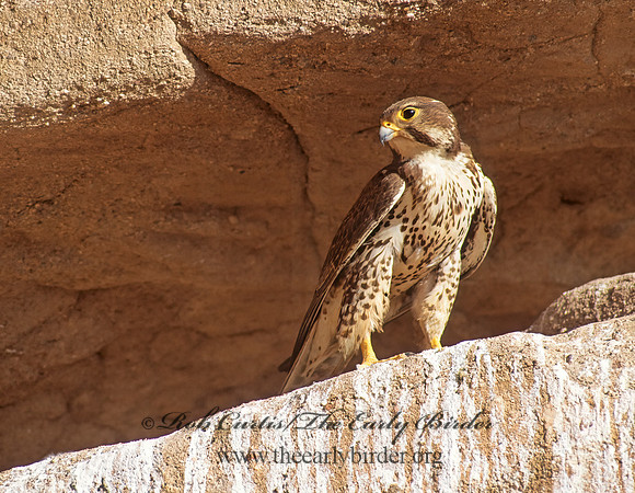 Falco mexicanus  PRAIRIE FALCON 109200+