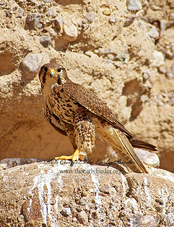 Falco mexicanus  PRAIRIE FALCON 109217+