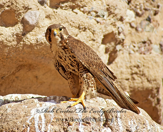 Falco mexicanus  PRAIRIE FALCON 109210+