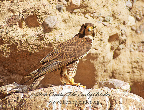 Falco mexicanus  PRAIRIE FALCON 109225+