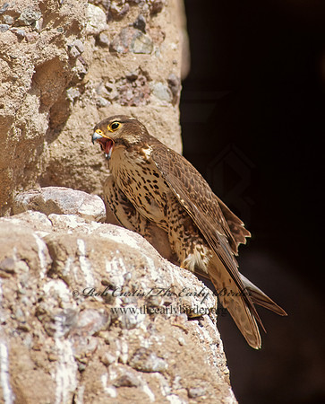 Falco mexicanus  PRAIRIE FALCON 109227+