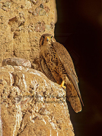 Falco mexicanus  PRAIRIE FALCON 107231+