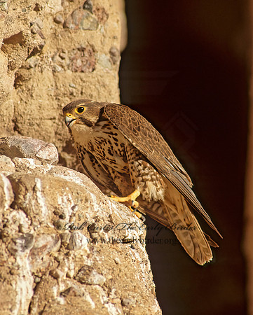 Falco mexicanus  PRAIRIE FALCON 107232+