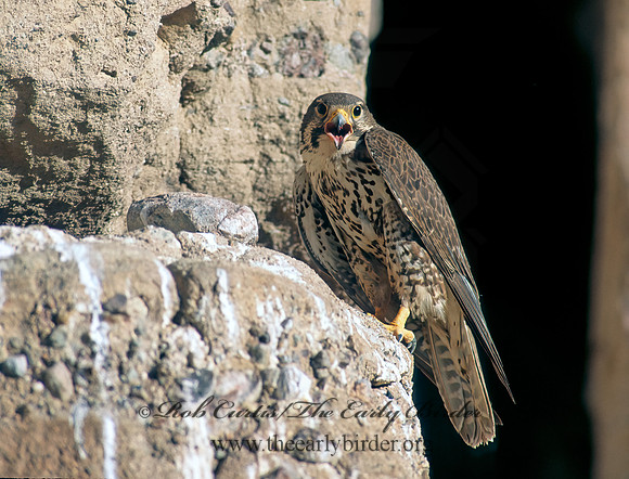Falco mexicanus  PRAIRIE FALCON 107229+