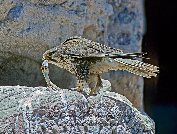 Falco mexicanus  PRAIRIE FALCON 109323+