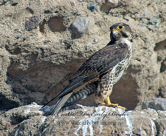 Falco mexicanus  PRAIRIE FALCON 109204+