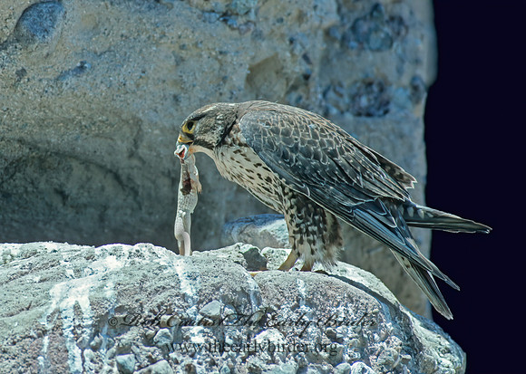 Falco mexicanus  PRAIRIE FALCON 109325+