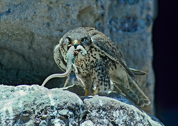 Falco mexicanus  PRAIRIE FALCON 109324+
