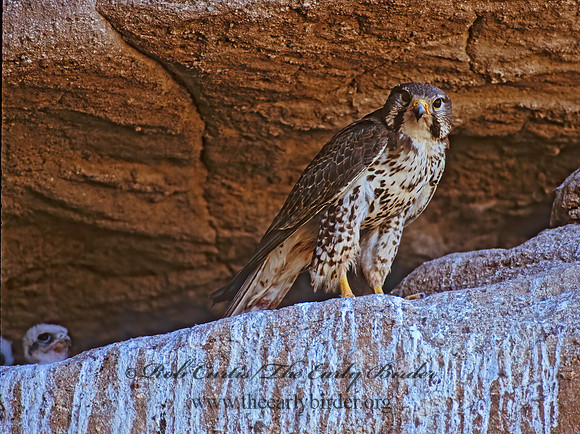 Falco mexicanus  PRAIRIE FALCON 108106+