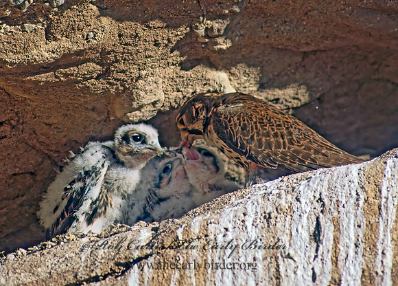 Falco mexicanus  PRAIRIE FALCON 107237+