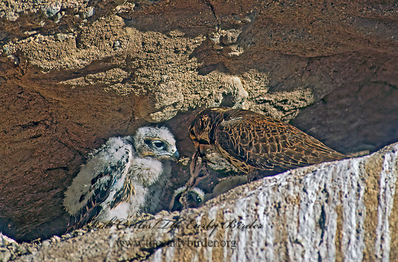 Falco mexicanus  PRAIRIE FALCON 107238+