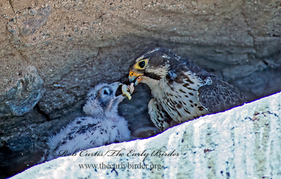 Falco mexicanus  PRAIRIE FALCON 109313+