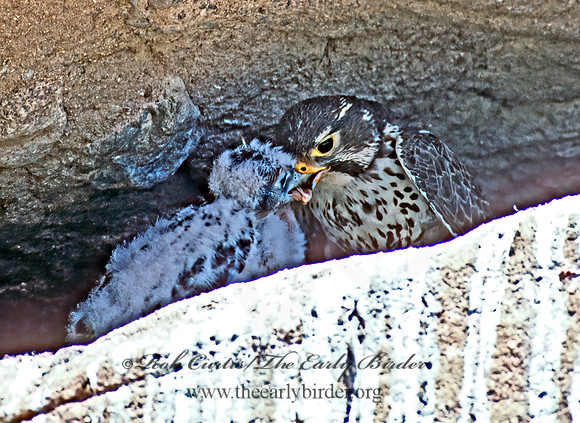 Falco mexicanus  PRAIRIE FALCON 109315+
