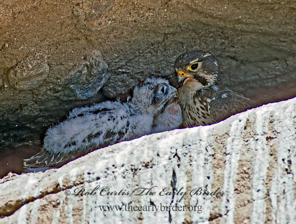 Falco mexicanus  PRAIRIE FALCON 109316+