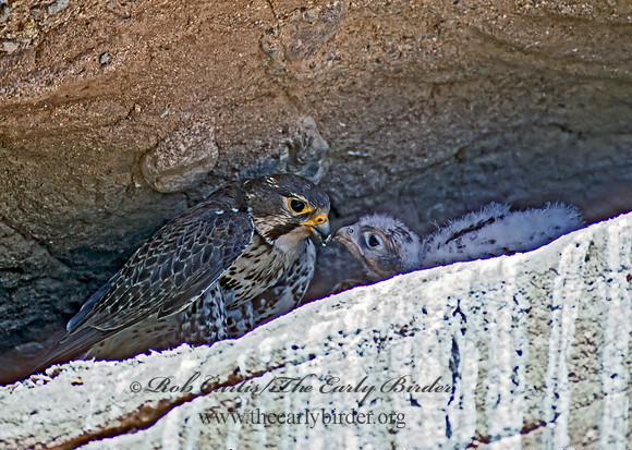 Falco mexicanus  PRAIRIE FALCON 109319+