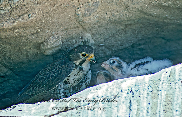 Falco mexicanus  PRAIRIE FALCON 109320+